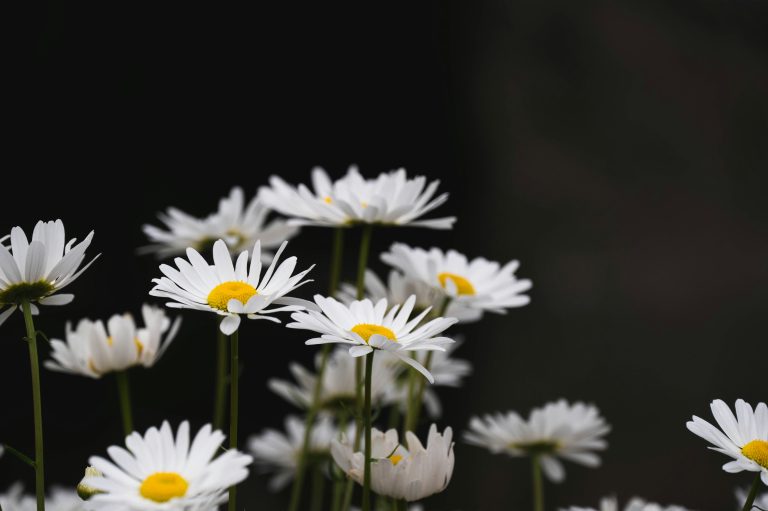 Eenvoudiq Joins the Dutch Digital Collective